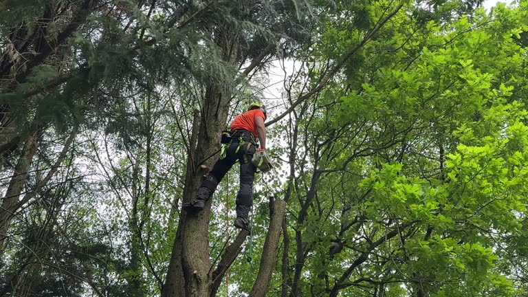 Best Tree Removal Services  in Lonsdale, MN